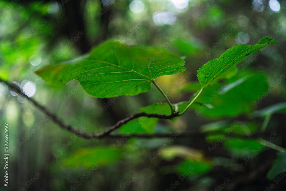 Hojas verdes en ruta verde bosque