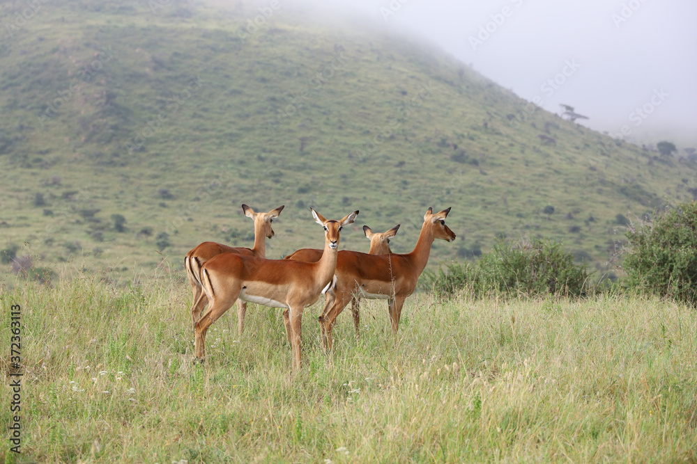 Photo of group of African impala antelope standing in field in Maasai Mara, Kenya, Africa Photo of group of African impala antelope standing in field in Maasai Mara, Kenya, Africa