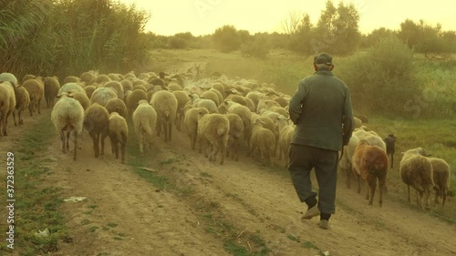 rural shepherd drives sheep, goats and rams to pasture. Sunrise light. Backlighting in dust and fog