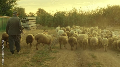 rural shepherd drives sheep, goats and rams to pasture. Sunrise light. Backlighting in dust and fog