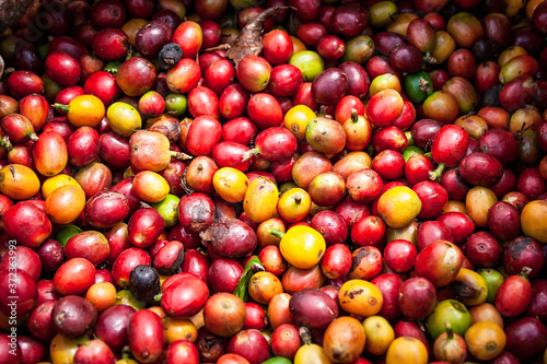 Campo Caldense, paisaje cultural cafetero, cultivo, granos y semillas de café del eje cafetero en Chinchiná Caldas Colombia, paisajes cafeteros y fincas productoras © Wil.Amaya