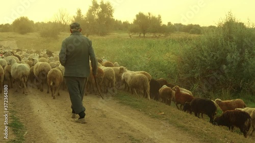 rural shepherd drives sheep, goats and rams to pasture. Sunrise light. Backlighting in dust and fog