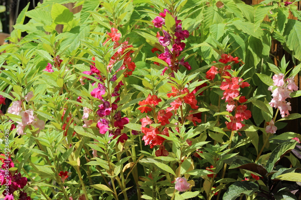 Obraz premium Balsam