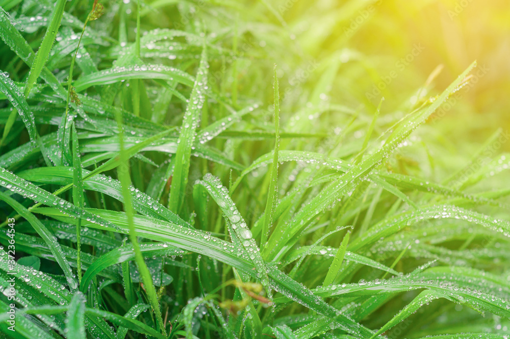 Juicy grass with raindrops in the sun. close up. boke effect Juicy grass with raindrops in the sun. close up. boke effect