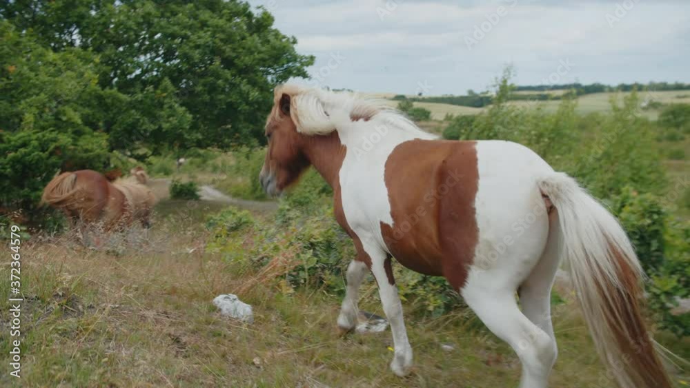 Wild Horse Walking In Countryside Wild Horse Walking In Countryside