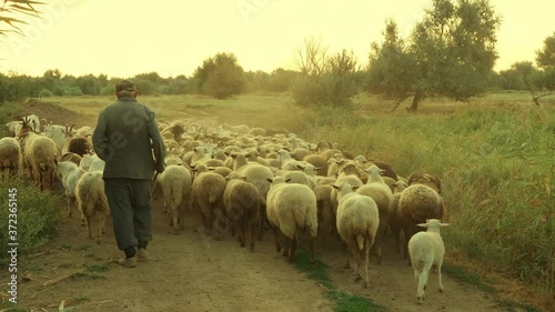 rural shepherd drives sheep, goats and rams to pasture. Sunrise light. Backlighting in dust and fog