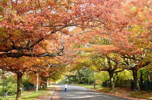 Canvas Print autumn trees by the road in the Blue Mountains west of Sydney, Australia