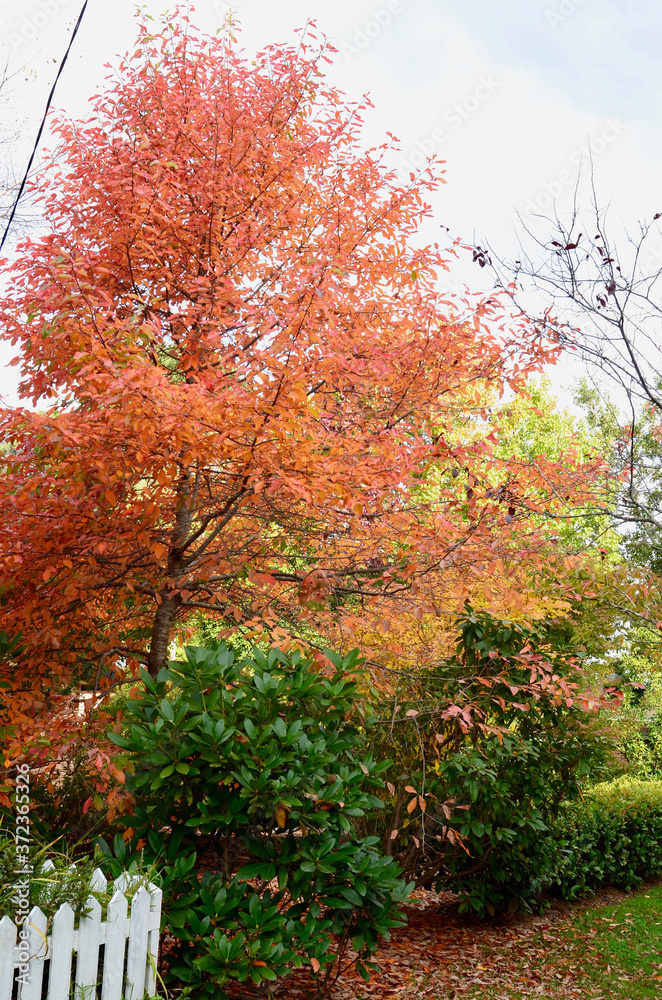 Naklejka premium autumn in the park