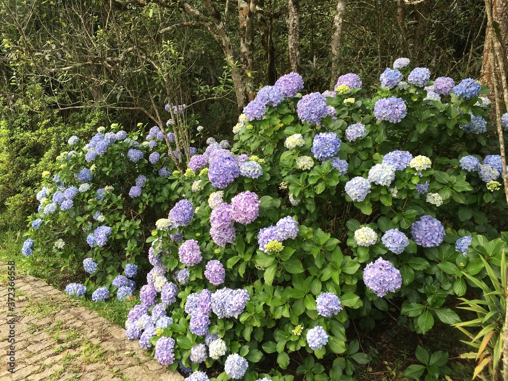 blue and white flowers blue and white flowers