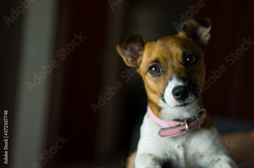 Jack Russell Terrier dog portrait. Place for your text.