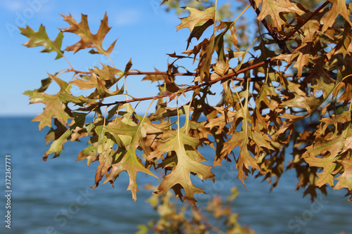 Fototapeta Naklejka Na Ścianę i Meble -  Orange pin oak leaves against blue sky at Lake Michigan at Illinois Beach State Park in Zion