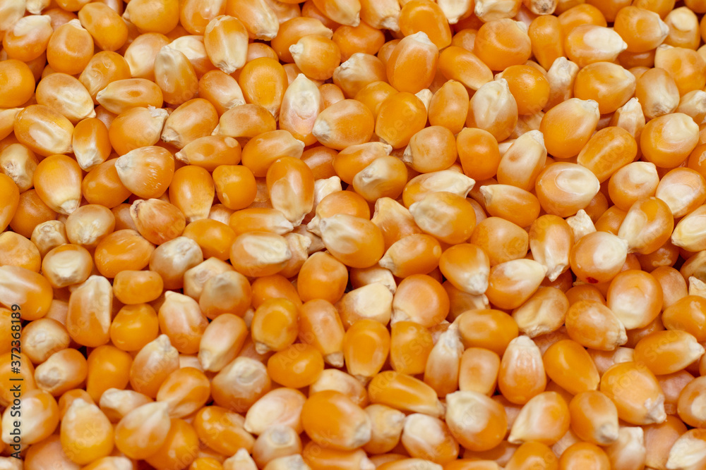 a lot of corn to make popcorn, lots of popcorn kernel, popcorn kernel texture, popcorn texture a lot of corn to make popcorn, lots of popcorn kernel, popcorn kernel texture, popcorn texture