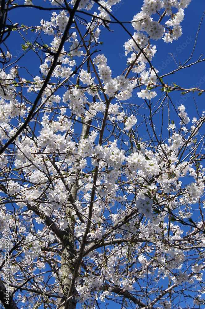 Cherry Blossoms, Japan