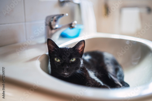 Gata negra descansando en lavabo