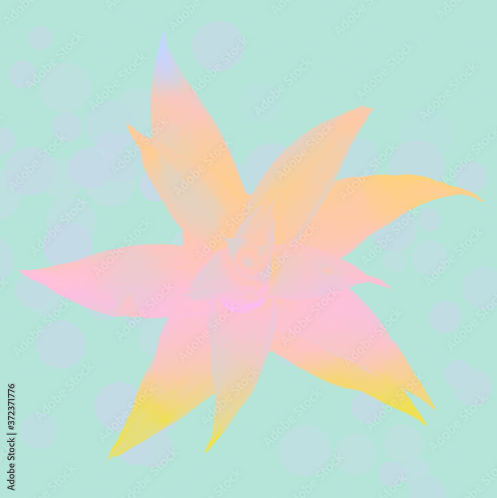 Image of Guzmania Bromeliads overlaid on teal background with Bokeh lights. Image of Guzmania Bromeliads overlaid on teal background with Bokeh lights.