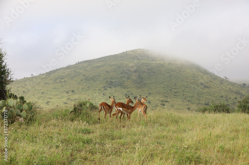 Photo of group of African impala antelope standing in field in Maasai Mara  Kenya  Africa