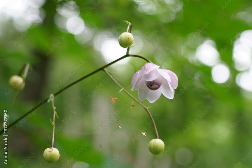 森の妖精のようなレンゲショウマの花 Stock Photo Adobe Stock