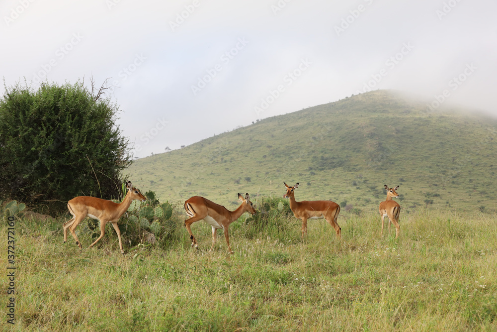 Photo of group of African impala antelope standing in field in Maasai Mara, Kenya, Africa Photo of group of African impala antelope standing in field in Maasai Mara, Kenya, Africa