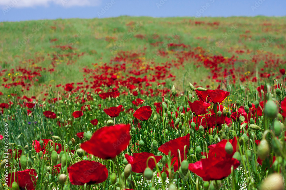 Fototapeta premium Red poppy flowers in a field