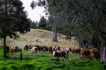 Crédence de cuisine  Ganadería de las sabanas de Bogotá_Ganado multiproposito, producción de leche y carne  Bogotá Cundinamarca_Colombia  © Wil.Amaya