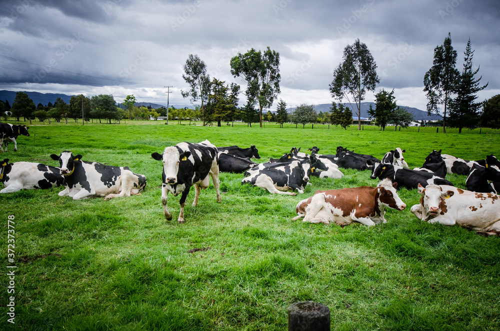 Ganadería de las sabanas de Bogotá_Ganado multiproposito, producción de leche y carne; Bogotá Cundinamarca_Colombia