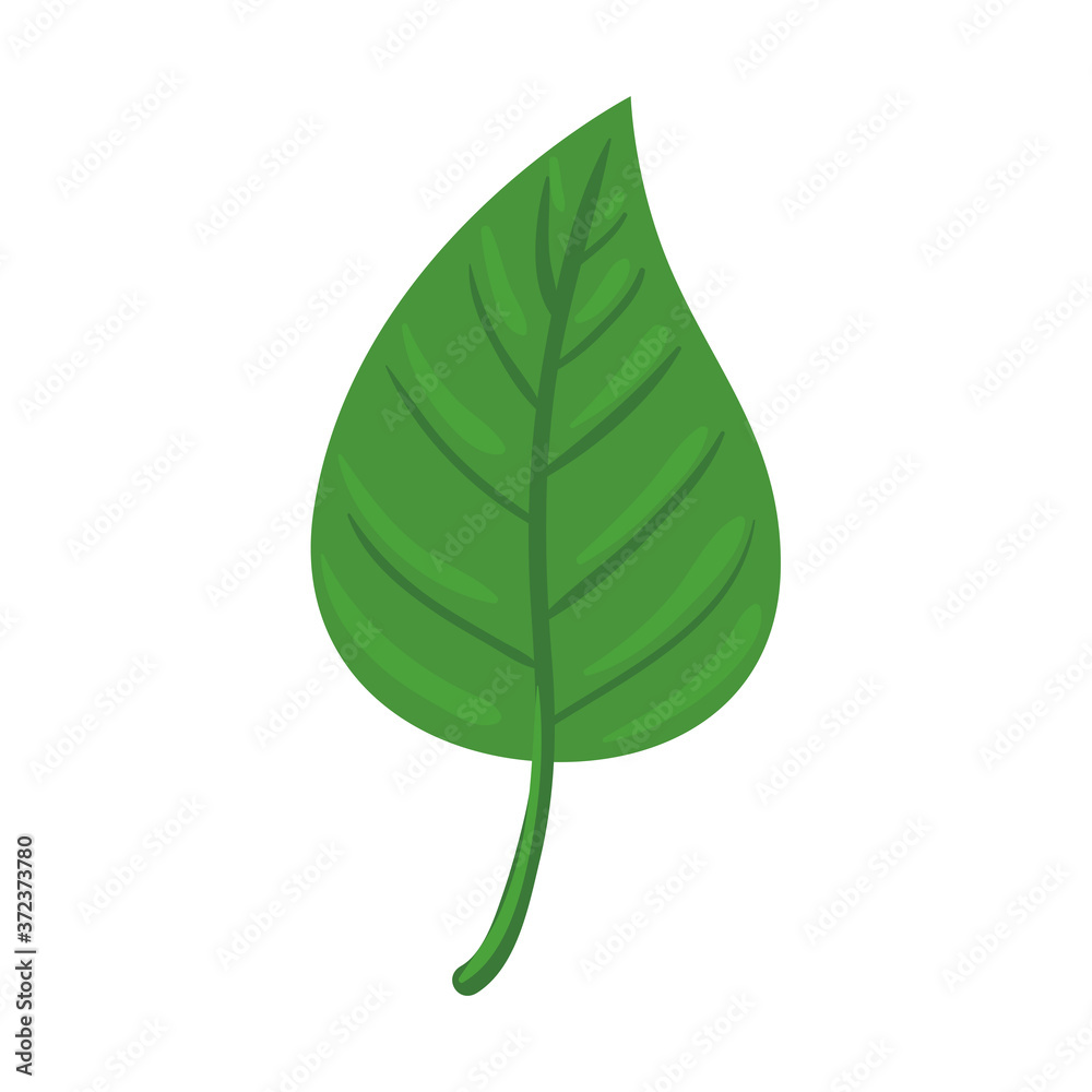 leaf nature ecology, in white background vector illustration design leaf nature ecology, in white background vector illustration design