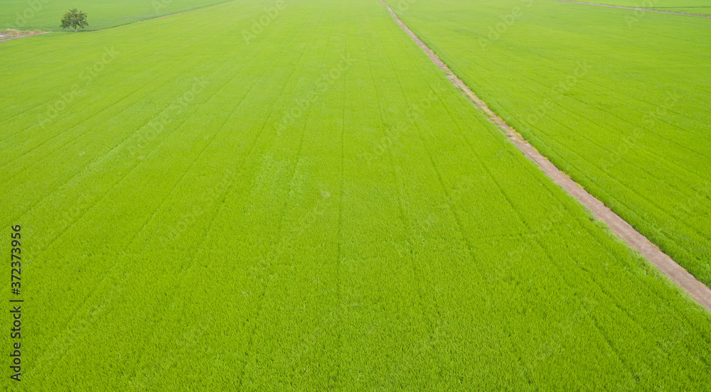 aerial view from flying drone of Field rice with landscape green pattern nature background, top view field rice
