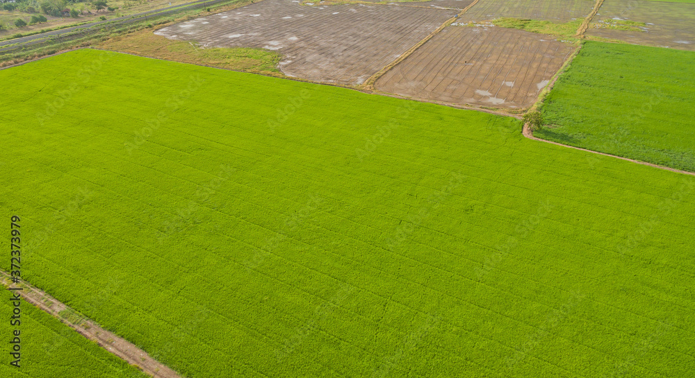 aerial view from flying drone of Field rice with landscape green pattern nature background, top view field rice
