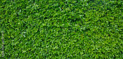 green leaves wall background, leaf wall nature background, 
