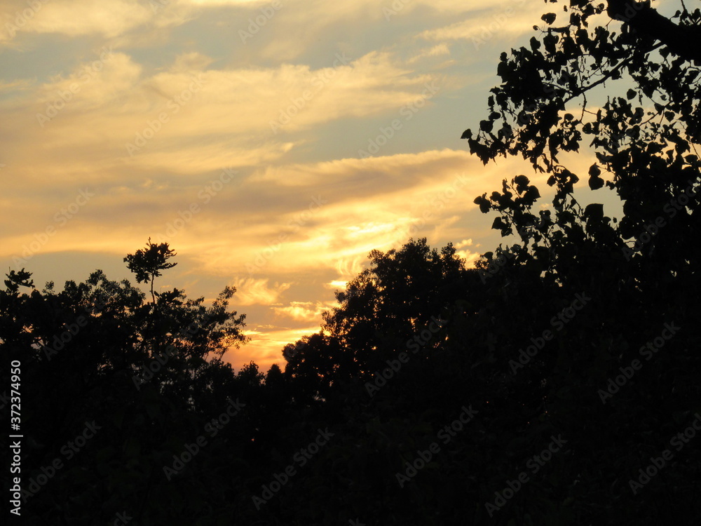 Sunset in Woods Sunset in Woods