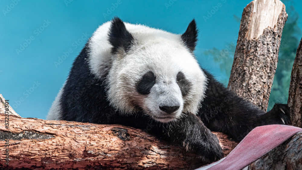 Fototapeta premium Pandas Rui and Dindin in the Moscow zoo