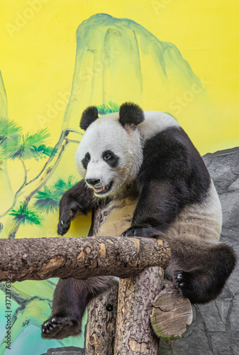 big beautiful panda cub playing