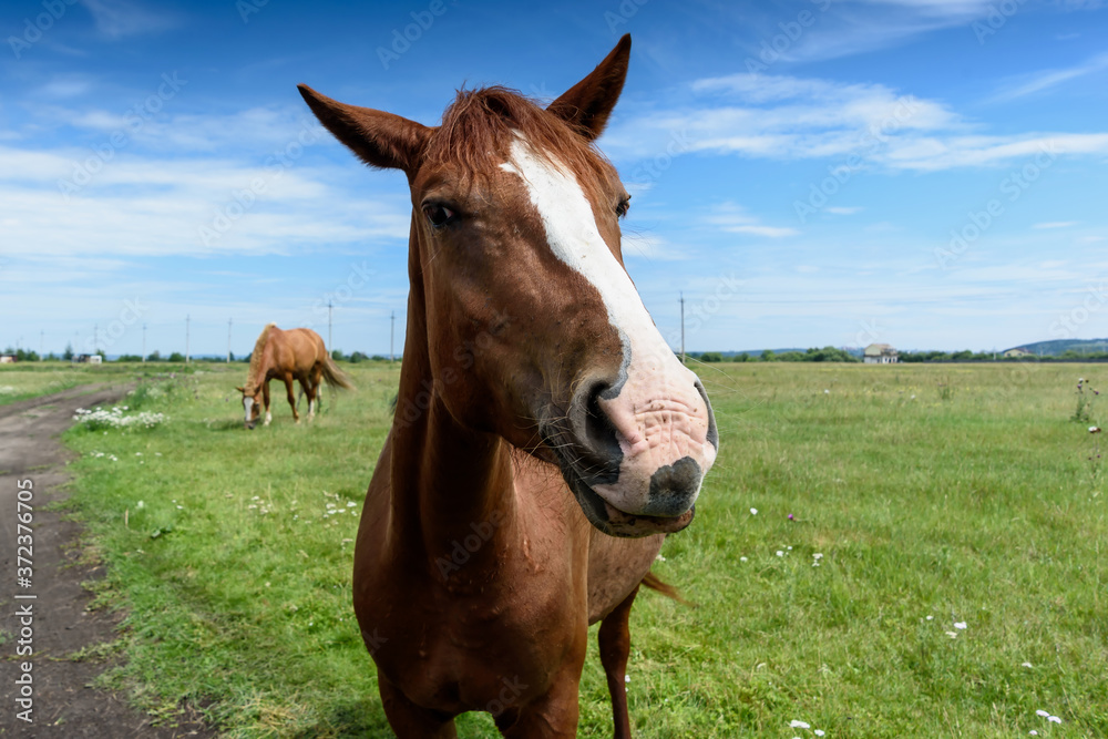Portrait of beautiful red horse in summer Portrait of beautiful red horse in summer