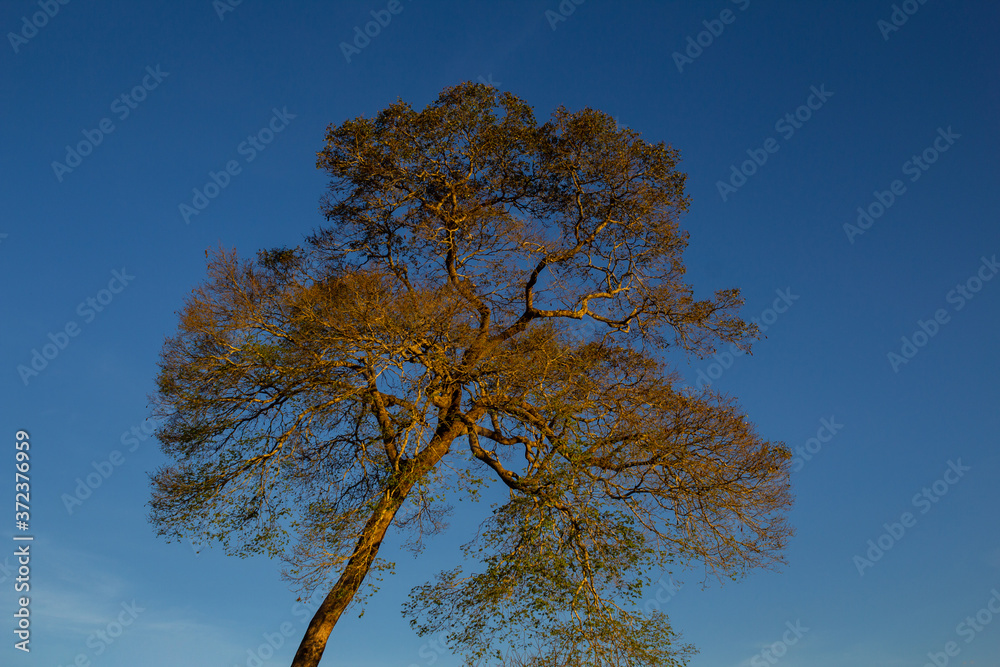 Árvore em final de tarde com céu azul atrás.