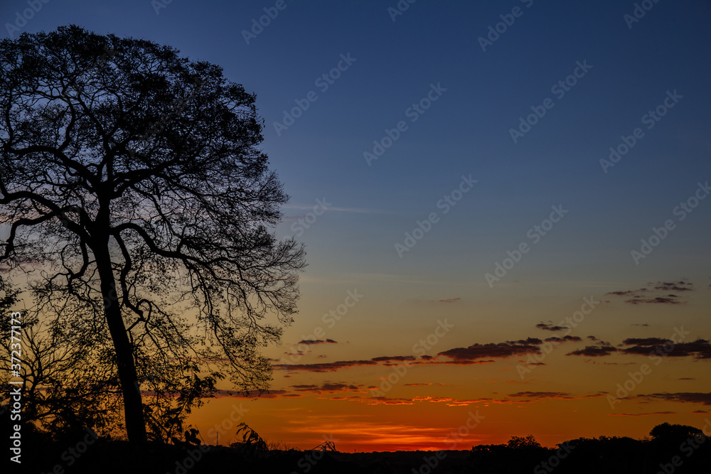 Silhueta de árvore em contraluz, com galhos secos e pôr-do-sol dourado ao fundo.