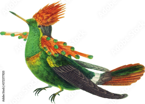 Hummingbird Illustration Isolated on White