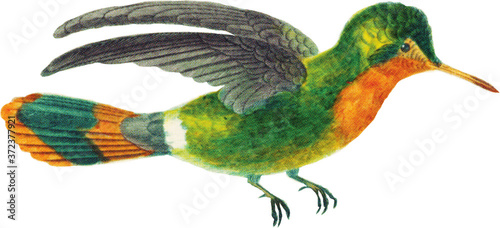 Hummingbird Illustration Isolated on White