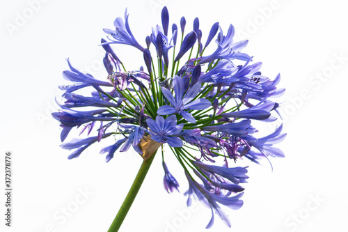 Blaue Schmucklilie photo