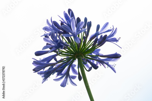 Blaue Schmucklilie photo
