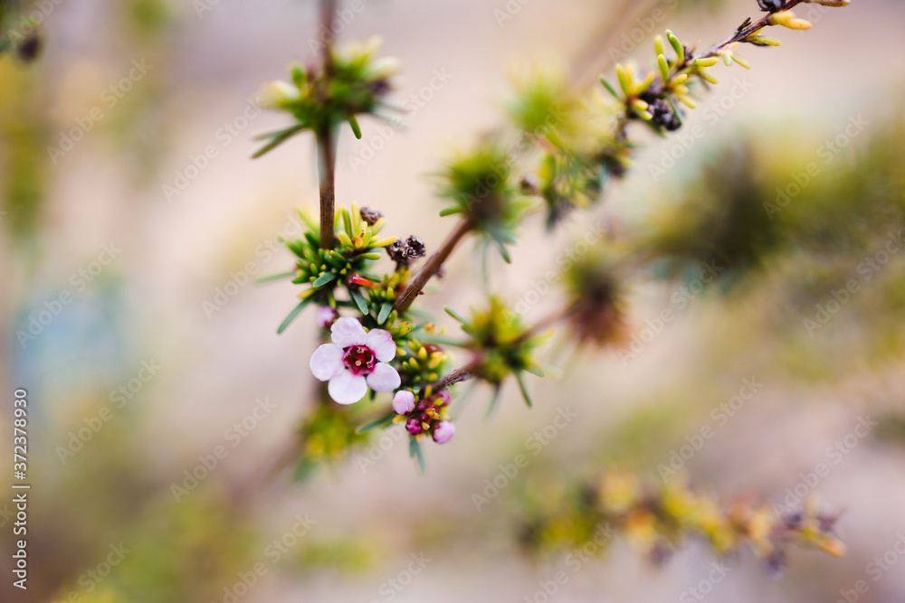 tea tree plant outdoor with pink flower