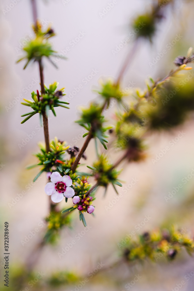 tea tree plant outdoor with pink flower tea tree plant outdoor with pink flower