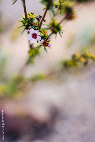 tea tree plant outdoor with pink flower
