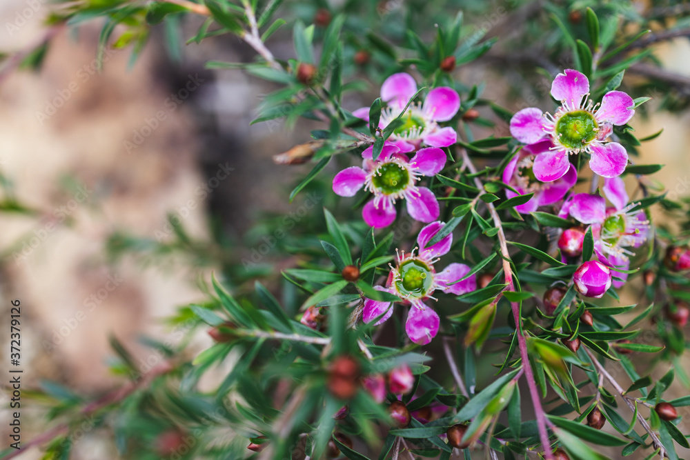 Obraz premium tea tree plant with multitude of pink flowers