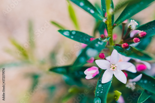Fototapeta Naklejka Na Ścianę i Meble -  eriostemon philotheca plant with pink flowers