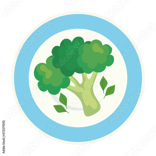 fresh broccoli vegetable on dish, in white background vector illustration design