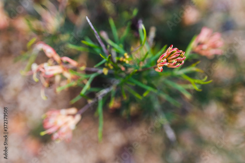 native Australian grevillea semper florens plant with yellow and pink flowers photo