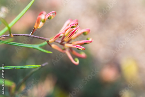 native Australian grevillea semper florens plant with yellow and pink flowers photo