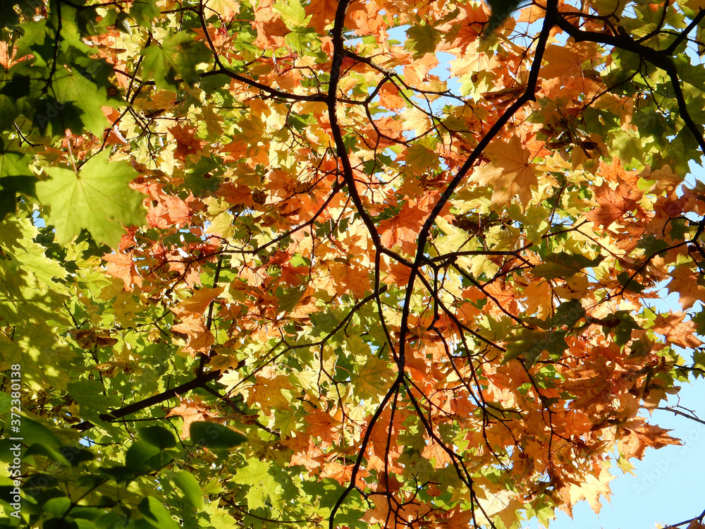 autumn yellow, orange, green, red maple leaves on the sky autumn yellow, orange, green, red maple leaves on the sky