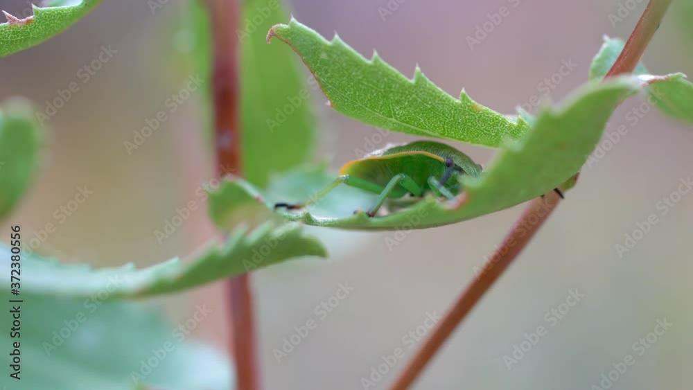 Closeup view of a green stink bug Closeup view of a green stink bug