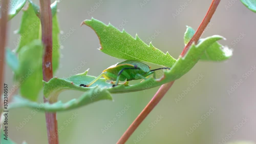 Closeup view of a green stink bug